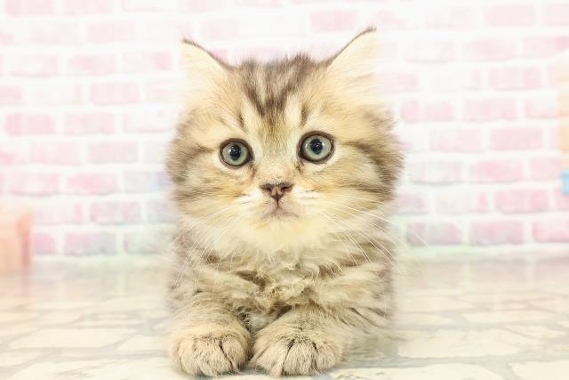 神奈川県のミヌエット (Coo&RIKU横浜旭店/2025年9月9日生まれ/女の子/ブラウンタビー)の子猫