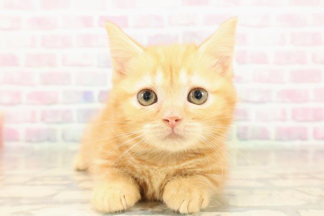 神奈川県のマンチカン (Coo&RIKU横浜青葉店/2025年8月28日生まれ/女の子/レッドクラシックタビー)の子猫の1枚目の画像