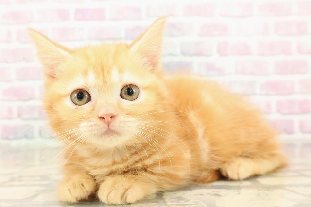 神奈川県のマンチカン (Coo&RIKU横浜青葉店/2025年8月28日生まれ/女の子/レッドクラシックタビー)の子猫の2枚目の画像