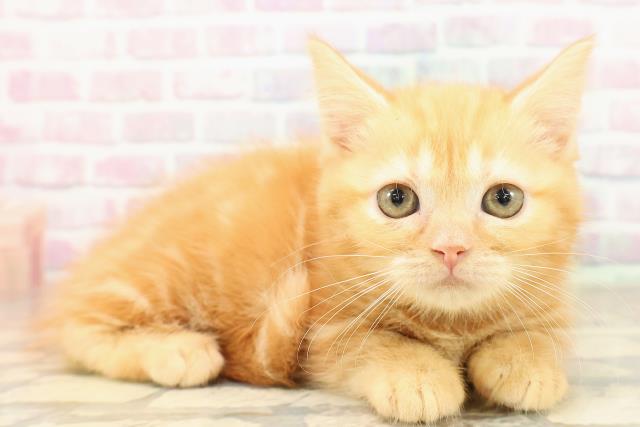 神奈川県のマンチカン (Coo&RIKU横浜青葉店/2025年8月28日生まれ/女の子/レッドクラシックタビー)の子猫の3枚目の画像