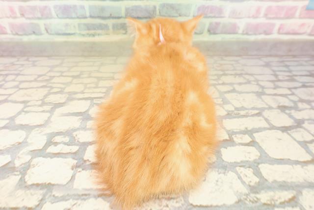 神奈川県のマンチカン (Coo&RIKU横浜青葉店/2025年8月28日生まれ/女の子/レッドクラシックタビー)の子猫の4枚目の画像