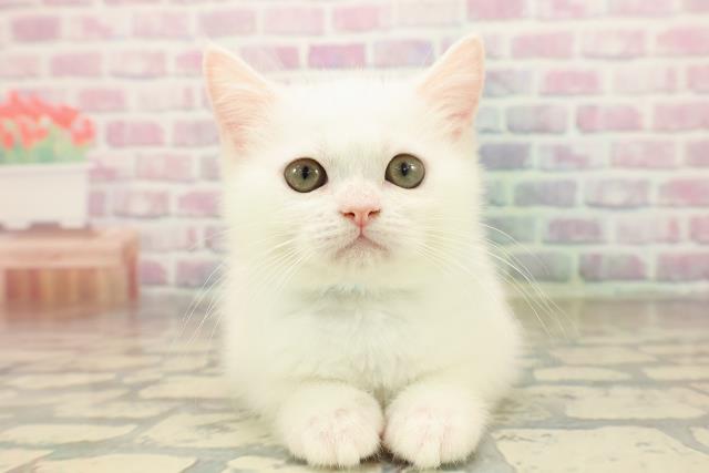 新潟県のミヌエット (Coo&RIKU新潟東店/2025年8月28日生まれ/男の子/ホワイト)の子猫