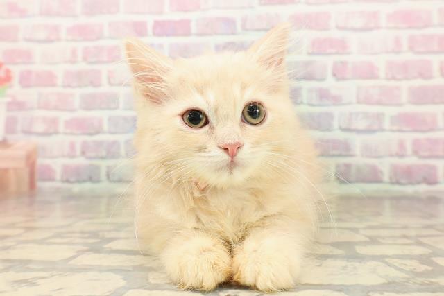 山形県のラガマフィン (Coo&RIKUイオンタウン酒田店/2025年8月19日生まれ/女の子/クリームタビー)の子猫の1枚目の画像