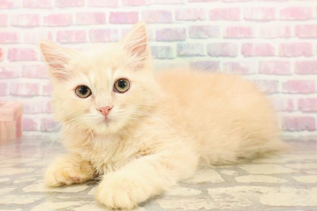 山形県のラガマフィン (Coo&RIKUイオンタウン酒田店/2025年8月19日生まれ/女の子/クリームタビー)の子猫の2枚目の画像