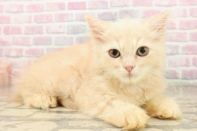 山形県のラガマフィン (Coo&RIKUイオンタウン酒田店/2025年8月19日生まれ/女の子/クリームタビー)の子猫の3枚目の画像