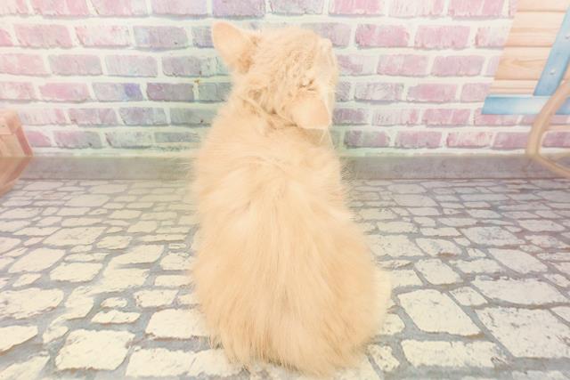 山形県のラガマフィン (Coo&RIKUイオンタウン酒田店/2025年8月19日生まれ/女の子/クリームタビー)の子猫の4枚目の画像