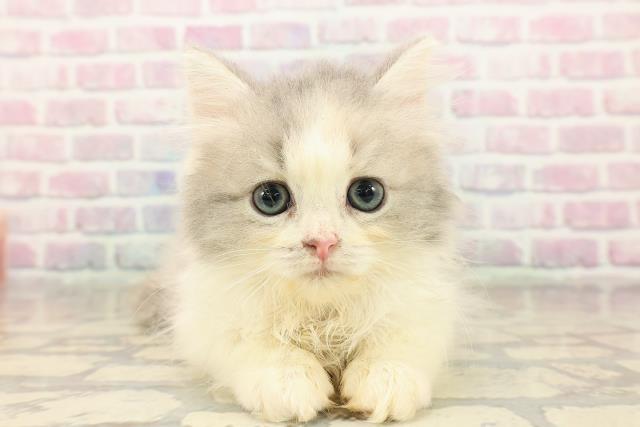 東京都のミヌエット (Coo&RIKU赤坂店/2025年9月9日生まれ/女の子/ダイリュートキャリコ)の子猫の1枚目の画像