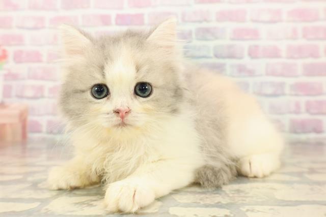 東京都のミヌエット (Coo&RIKU赤坂店/2025年9月9日生まれ/女の子/ダイリュートキャリコ)の子猫の2枚目の画像