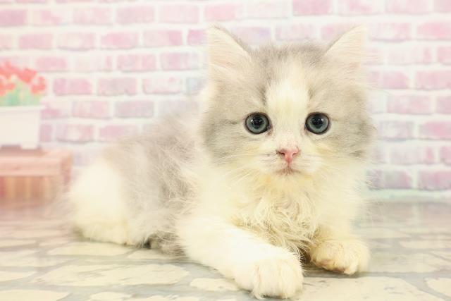 東京都のミヌエット (Coo&RIKU赤坂店/2025年9月9日生まれ/女の子/ダイリュートキャリコ)の子猫の3枚目の画像