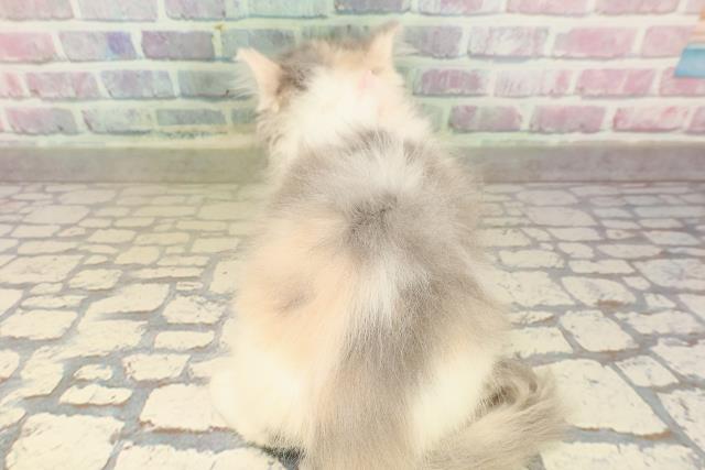 東京都のミヌエット (Coo&RIKU赤坂店/2025年9月9日生まれ/女の子/ダイリュートキャリコ)の子猫の4枚目の画像