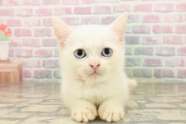 新潟県のミヌエット (Coo&RIKU上越店/2025年8月24日生まれ/女の子/ホワイト)の子猫