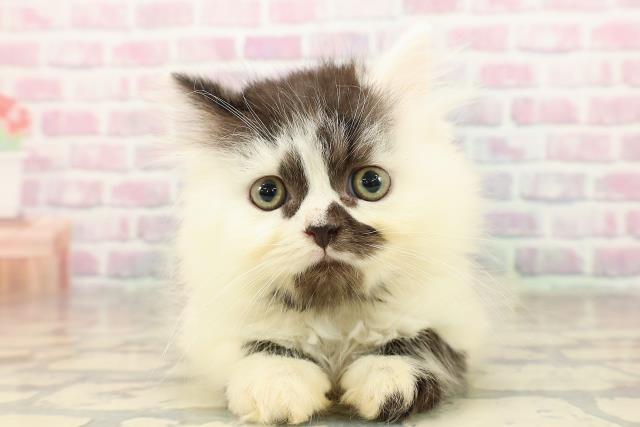 東京都のミヌエット (Coo&RIKU新宿三丁目店/2025年9月9日生まれ/男の子/ブラックホワイト)の子猫