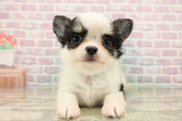 東京都のチワワ(ロング) (Coo&RIKU中野サンモール店/2025年9月12日生まれ/男の子/ホワイトブラックタン)の子犬の1枚目の画像