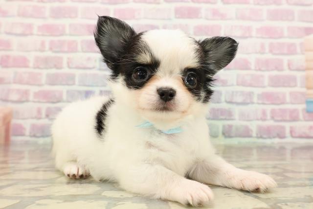 東京都のチワワ(ロング) (Coo&RIKU中野サンモール店/2025年9月12日生まれ/男の子/ホワイトブラックタン)の子犬の3枚目の画像