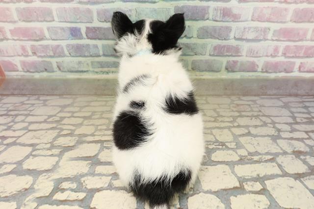 東京都のチワワ(ロング) (Coo&RIKU中野サンモール店/2025年9月12日生まれ/男の子/ホワイトブラックタン)の子犬の4枚目の画像