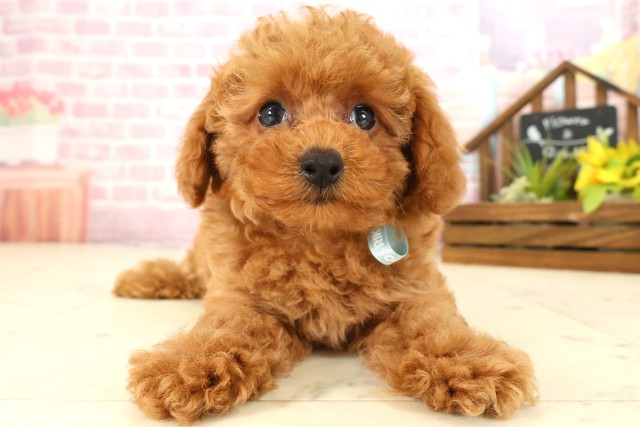 広島県のトイプードル(トイ) (Coo&RIKU広島中央店/2025年9月11日生まれ/男の子/レッドフォーン)の子犬の1枚目の画像