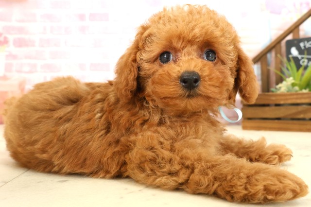 広島県のトイプードル(トイ) (Coo&RIKU広島中央店/2025年9月11日生まれ/男の子/レッドフォーン)の子犬の3枚目の画像