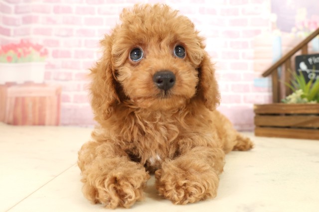 香川県のトイプードル(トイ) (Coo&RIKU高松上福岡店/2025年9月11日生まれ/男の子/オレンジフォーン)の子犬の1枚目の画像