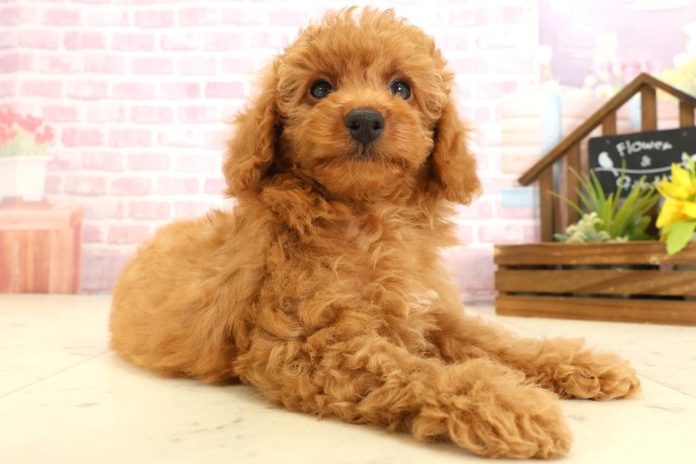 香川県のトイプードル(トイ) (Coo&RIKU高松上福岡店/2025年9月11日生まれ/男の子/オレンジフォーン)の子犬の2枚目の画像