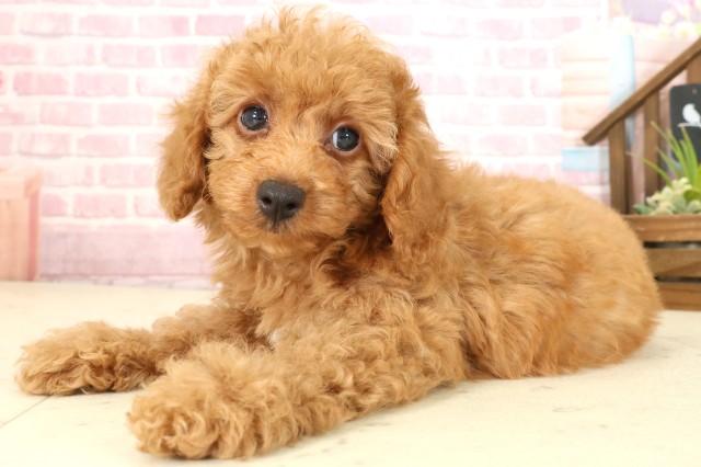 香川県のトイプードル(トイ) (Coo&RIKU高松上福岡店/2025年9月11日生まれ/男の子/オレンジフォーン)の子犬の3枚目の画像