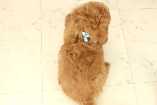 香川県のトイプードル(トイ) (Coo&RIKU高松上福岡店/2025年9月11日生まれ/男の子/オレンジフォーン)の子犬の4枚目の画像