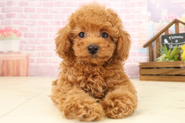 香川県のトイプードル(トイ) (Coo&RIKU高松上福岡店/2025年9月11日生まれ/女の子/レッドフォーン)の子犬の1枚目の画像