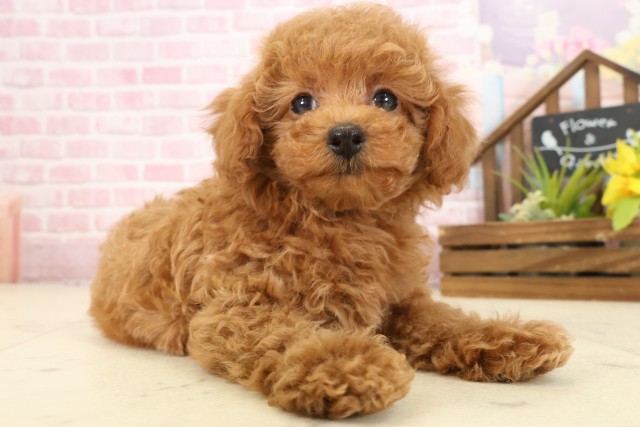 香川県のトイプードル(トイ) (Coo&RIKU高松上福岡店/2025年9月11日生まれ/女の子/レッドフォーン)の子犬の2枚目の画像