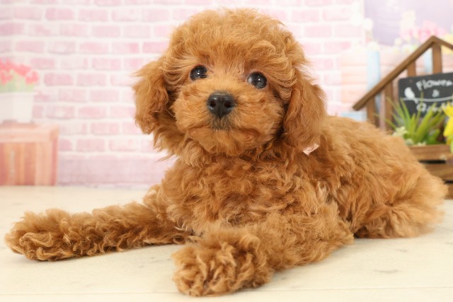 香川県のトイプードル(トイ) (Coo&RIKU高松上福岡店/2025年9月11日生まれ/女の子/レッドフォーン)の子犬の3枚目の画像