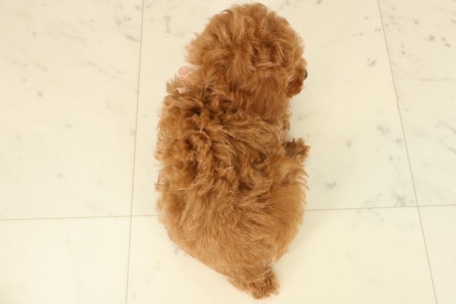 香川県のトイプードル(トイ) (Coo&RIKU高松上福岡店/2025年9月11日生まれ/女の子/レッドフォーン)の子犬の4枚目の画像