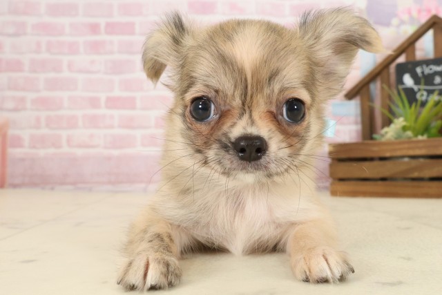 山口県のチワワ(ロング) (Coo&RIKUサンパークあじす店/2025年9月12日生まれ/男の子/フォーンホワイト)の子犬の1枚目の画像