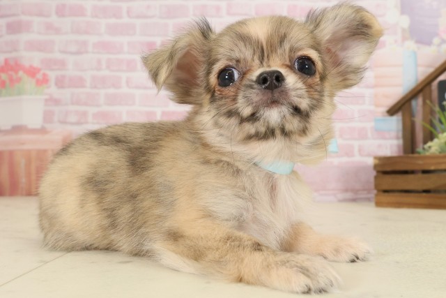 山口県のチワワ(ロング) (Coo&RIKUサンパークあじす店/2025年9月12日生まれ/男の子/フォーンホワイト)の子犬の2枚目の画像