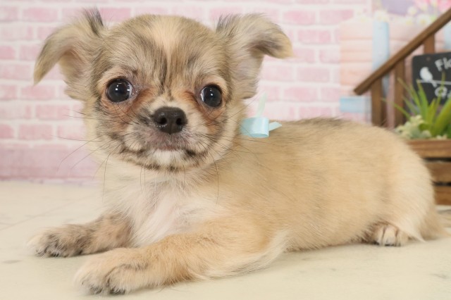 山口県のチワワ(ロング) (Coo&RIKUサンパークあじす店/2025年9月12日生まれ/男の子/フォーンホワイト)の子犬の3枚目の画像