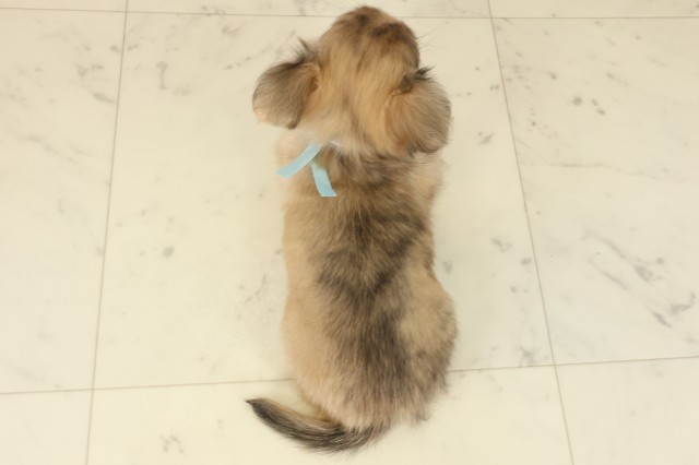山口県のチワワ(ロング) (Coo&RIKUサンパークあじす店/2025年9月12日生まれ/男の子/フォーンホワイト)の子犬の4枚目の画像