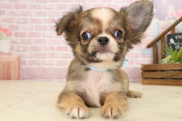 福岡県のチワワ(ロング) (Coo&RIKU福岡東店/2025年9月12日生まれ/男の子/レッドホワイト)の子犬の1枚目の画像