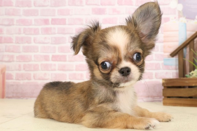 福岡県のチワワ(ロング) (Coo&RIKU福岡東店/2025年9月12日生まれ/男の子/レッドホワイト)の子犬の2枚目の画像