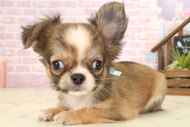 福岡県のチワワ(ロング) (Coo&RIKU福岡東店/2025年9月12日生まれ/男の子/レッドホワイト)の子犬の3枚目の画像