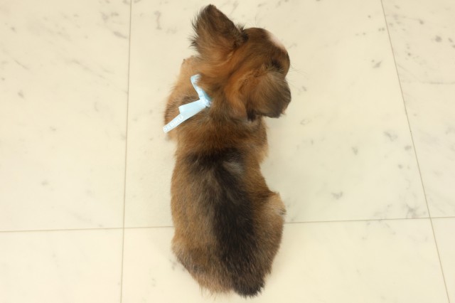 福岡県のチワワ(ロング) (Coo&RIKU福岡東店/2025年9月12日生まれ/男の子/レッドホワイト)の子犬の4枚目の画像