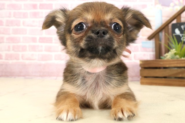 山口県のチワワ(ロング) (Coo&RIKUシーモール下関店/2025年9月12日生まれ/女の子/レッドホワイト)の子犬の1枚目の画像