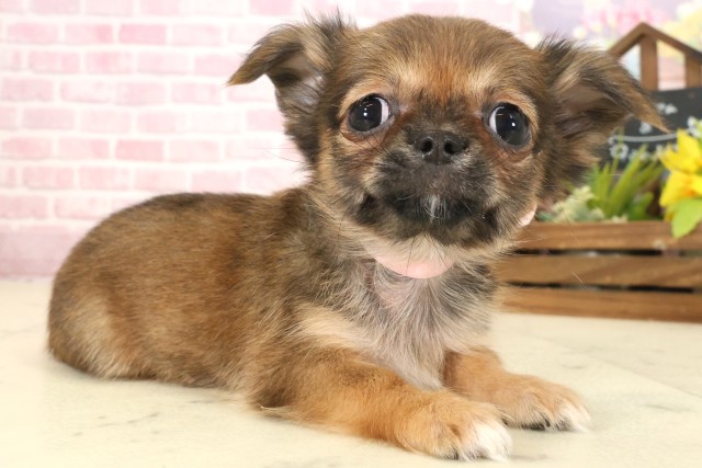 山口県のチワワ(ロング) (Coo&RIKUシーモール下関店/2025年9月12日生まれ/女の子/レッドホワイト)の子犬の2枚目の画像