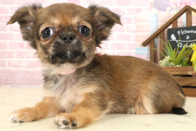 山口県のチワワ(ロング) (Coo&RIKUシーモール下関店/2025年9月12日生まれ/女の子/レッドホワイト)の子犬の3枚目の画像