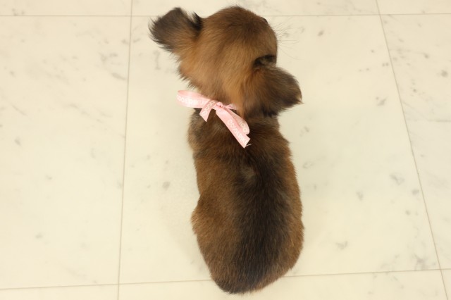 山口県のチワワ(ロング) (Coo&RIKUシーモール下関店/2025年9月12日生まれ/女の子/レッドホワイト)の子犬の4枚目の画像