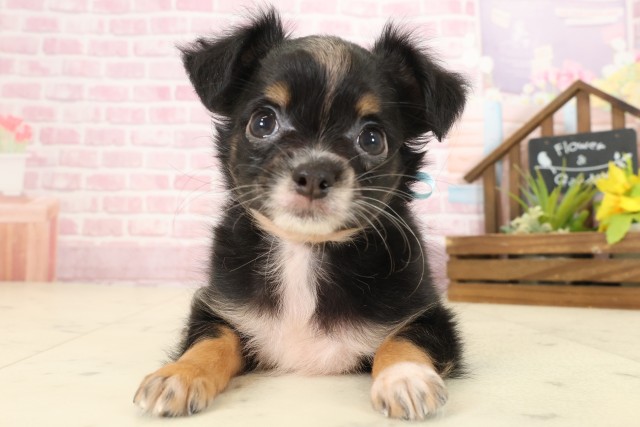 広島県のチワワ(ロング) (Coo&RIKU広島中央店/2025年9月12日生まれ/男の子/ブラックタンホワイト)の子犬の1枚目の画像