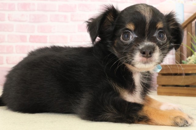 広島県のチワワ(ロング) (Coo&RIKU広島中央店/2025年9月12日生まれ/男の子/ブラックタンホワイト)の子犬の2枚目の画像