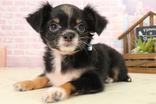 広島県のチワワ(ロング) (Coo&RIKU広島中央店/2025年9月12日生まれ/男の子/ブラックタンホワイト)の子犬の3枚目の画像