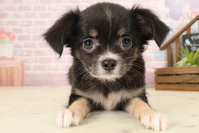 山口県のチワワ(ロング) (Coo&RIKUサンパークあじす店/2025年9月12日生まれ/女の子/ブラックタンホワイト)の子犬の1枚目の画像