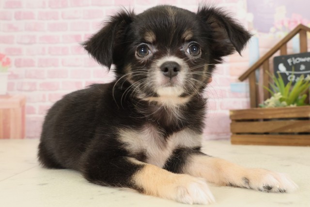 山口県のチワワ(ロング) (Coo&RIKUサンパークあじす店/2025年9月12日生まれ/女の子/ブラックタンホワイト)の子犬の2枚目の画像