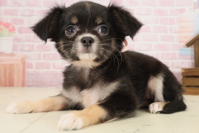 山口県のチワワ(ロング) (Coo&RIKUサンパークあじす店/2025年9月12日生まれ/女の子/ブラックタンホワイト)の子犬の3枚目の画像