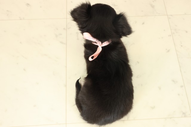 山口県のチワワ(ロング) (Coo&RIKUサンパークあじす店/2025年9月12日生まれ/女の子/ブラックタンホワイト)の子犬の4枚目の画像