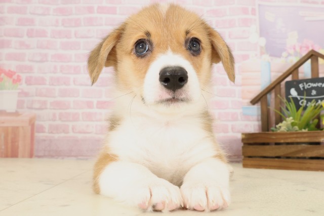 鳥取県のウェルシュコーギーペンブローク (Coo&RIKUラ・ムー鳥取東店/2025年9月12日生まれ/男の子/セーブルホワイト)の子犬の1枚目の画像