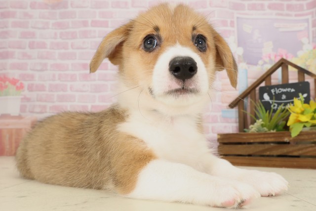 鳥取県のウェルシュコーギーペンブローク (Coo&RIKUラ・ムー鳥取東店/2025年9月12日生まれ/男の子/セーブルホワイト)の子犬の2枚目の画像